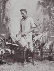 Bombay / Mumbai: Gardener