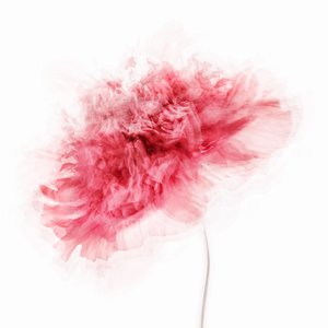 Soft Pink Bloom