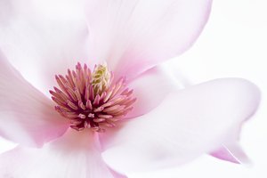 Soft Pink Magnolia