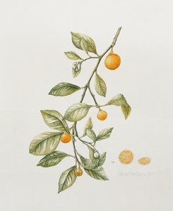 Ornamental Orange, 1995 by Iona Hordern