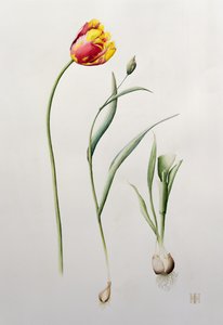 Parrot Tulip by Iona Hordern