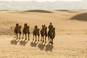 Caravan of Bactrian camels in the South Gobi Desert, Mongolia
