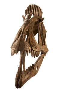 Cryolophosaurus Cast at Augustana College, Rock Island, Illinois