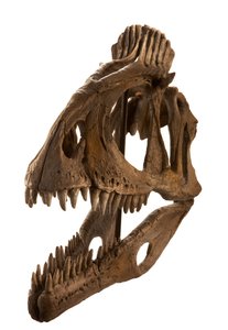 Cryolophosaurus cast at Augustana College, Rock Island, Illinois. by Ira Block