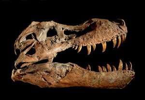 Fossil skull of Tyrannosaurus Rex "Sue" by Ira Block