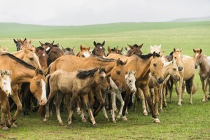 Local family rounding up their horses in Gun-Galuut Nature Reserve