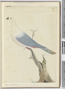 Pigeon. New Caledonia, 1772-75 by Isaac Smith