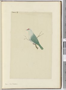 Dove. New Caledonia, 1772-75 by Isaac Smith