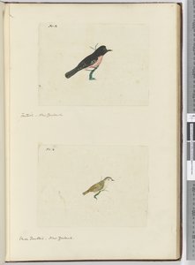 Fantail. New Zealand  Small Fantail. New Zealand, 1772-75 by Isaac Smith
