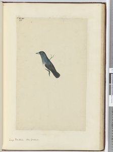 Large Fantail. New Zealand, 1772-75