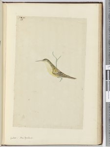 Cuckoo. New Zealand, 1772-75 by Isaac Smith
