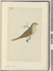 Gross Beak. New Zealand, 1772-75