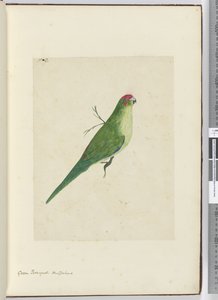 Green Parroquet. New Zealand, 1772-75 by Isaac Smith