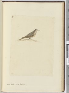 Sand Lark. New Zealand, 1772-75 by Isaac Smith
