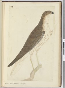 Hawk. New Caledonia. (Sept. 1774), 1772-75 by Isaac Smith