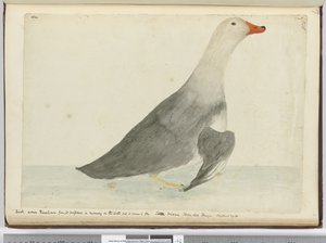 Duck Called Racehorse from Its Swiftness in Running on the Water but It Cannot Fly. Staten Island Tierra del Fuego. Weighed 29 lbs, 1772-75