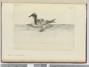 Pintado. Seen in High South Lat., 1772-75 by Isaac Smith