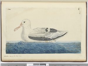 Albatross. Seen at Sea High S. Lat., 1772-75 by Isaac Smith