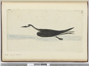 Noddy. Seen at Sea High S. Lat., 1772-75 by Isaac Smith