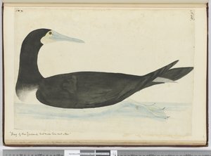 Shag of New Zealand that make their nest in trees, 1772-75 by Isaac Smith