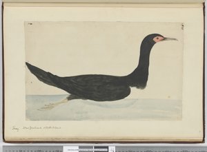 Shag. New Zealand & Staten Island, 1772-75