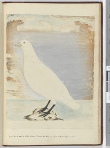 A new bird seen on Staten Island Tierra del Fuego Jan. 1774. Supposed to feed on shore, 1772-75
