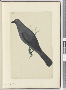 Crow. New Caledonia, 1772-75 by Isaac Smith