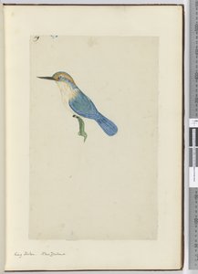 King Fisher. New Zealand, 1772-75 by Isaac Smith