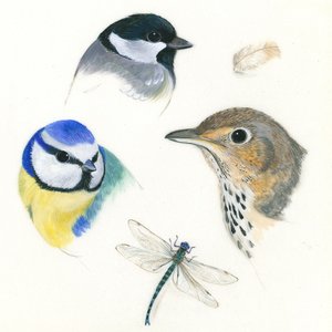 Birds and Dragonfly Study