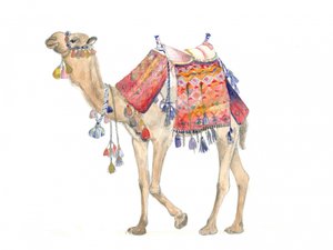 Desert Elegance