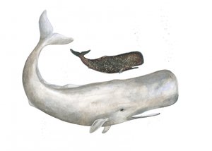 Gentle Ocean Giants
