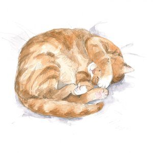 Ginger Cat Sketch