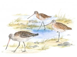 Godwit Birds