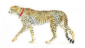Graceful Cheetah Stroll