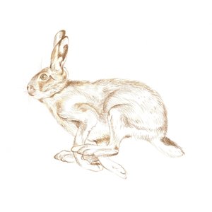 Running Wild Hare