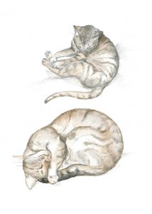 Two Cat Studies