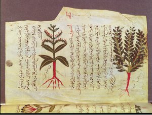Plants from a treatise by Dioscorides, 13th century by Islamic School