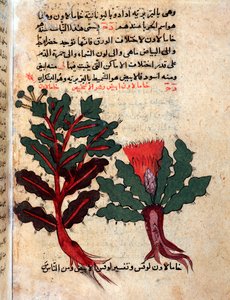 Page from a Medical Herbarium by Islamic School