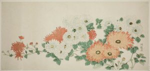Chrysanthemums