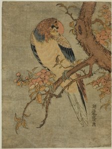 Parrot on Quince Tree