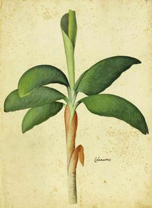 Acorus calamus by Ulisse Aldrovandi by Italian School