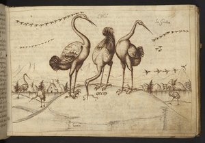Cranes (