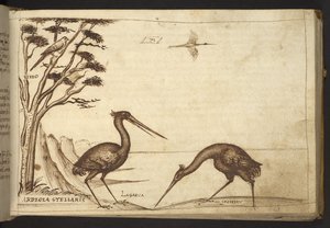 Heron (