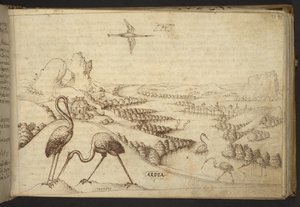 Herons (