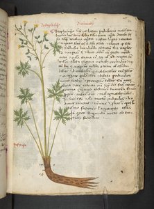 A herbal, Belluno