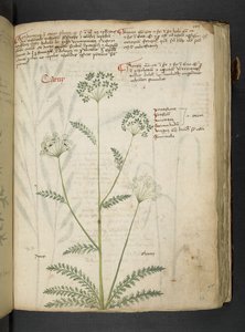 A herbal, Belluno