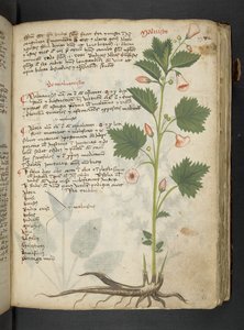 A herbal, Belluno