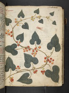 A herbal, Belluno