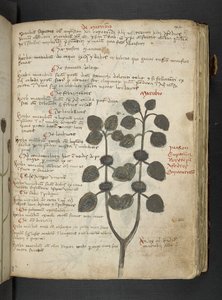 A herbal, Belluno by Italian School