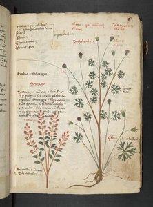 A Herbal, Belluno by Italian School
